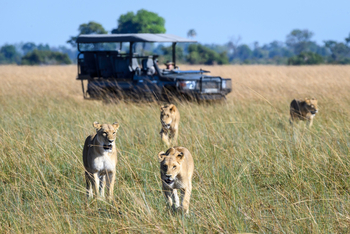 Seba Camp: Löwenrudel