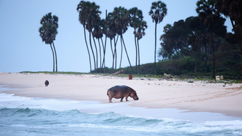 Sette Cama Eco Camp: Hippos am Point Milongo