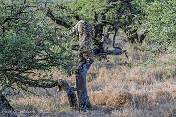 Sirikoi Lodge Sirikoi Lodge: Gepard im Baum