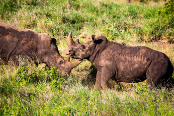 Sirikoi Lodge Sirikoi Lodge: Nashörner