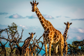 Sirikoi Lodge Sirikoi Lodge: Netzgiraffen