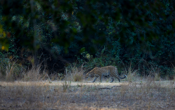 Sungani Lodge Sungani Lodge: Leopard