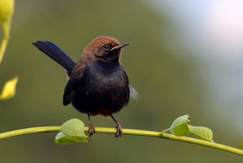 Syna Tiger Resort: Indian Robin