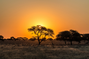 Tau Pan Camp Tau Pan Camp: Warmes Licht