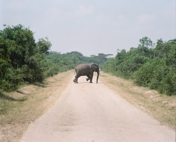 Volcanoes Kyambura Gorge Lodge: Elefant auf der Piste
