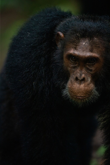 Volcanoes Kyambura Gorge Lodge: Schimpansenmann