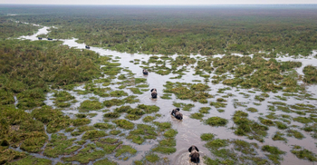 Wilderness Mokete Camp: Elefanten im Mababe-Sumpf