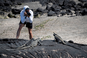 andBeyond Galapagos Explorer: Gast fotografiert Meerechsen auf Lavafelsen