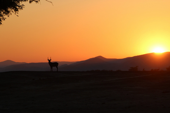 Amanzi Camp: Antilope im Sonnenuntergang