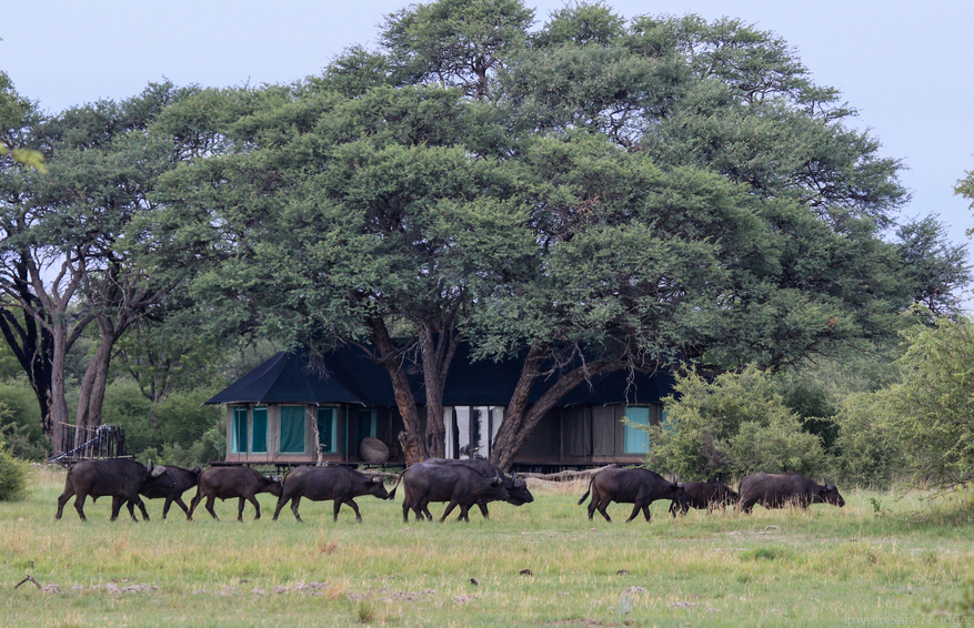 Bomani Tented Lodge