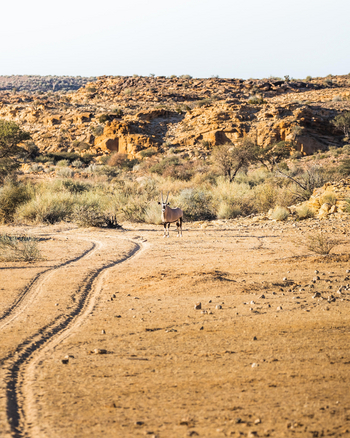 Canyon Lodge: Oryx