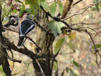 Changa Safari Camp: White-crested Helmet Shrike