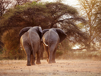 Chem Chem Lodge: Elefanten am Lake Manyara
