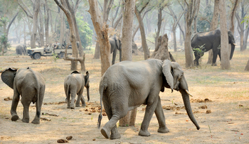 Old Mondoro Camp: Elefantenfamilie