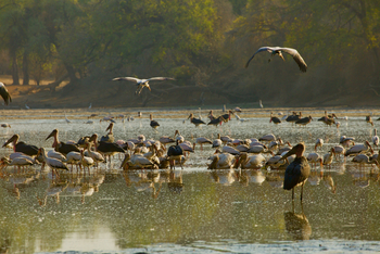 Chitake Mobile Camp Chitake Mobile Camp: Störche am Wasserloch