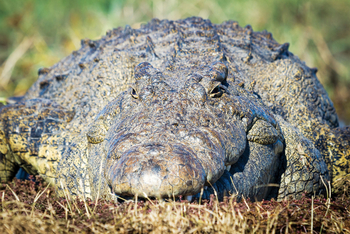 Chobe Game Lodge: Krokodil