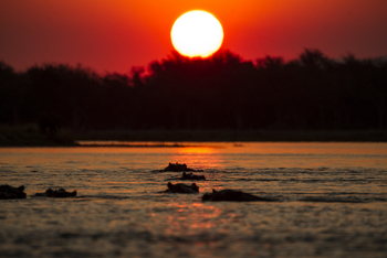 Tusk and Mane Safaris Tusk and Mane Safaris: Nilpferde im Sonnenuntergang