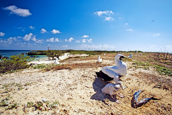 Cosmoledo Eco Camp: Fischmahlzeit