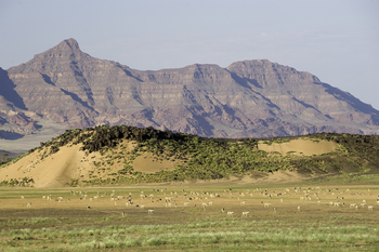 Damaraland Camp: Springbockherde