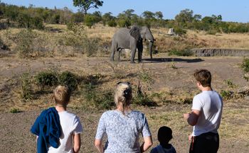 Deteema Springs Camp: Junger Elefant