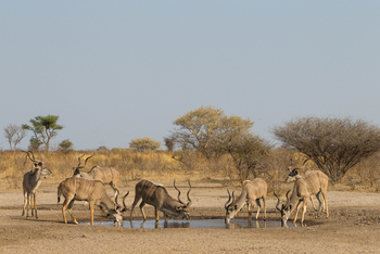 Dinaka Lodge: Kudus