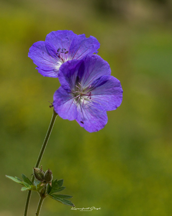 Drenmo Lodge Drenmo Lodge: Wilde Anemone
