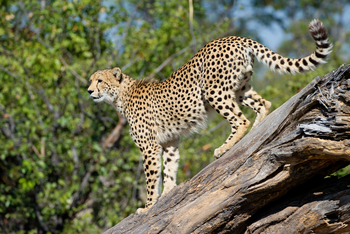 Duma Tau Camp: Gepard