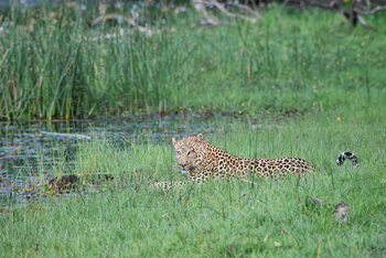 Duma Tau Camp: Leopardenkater