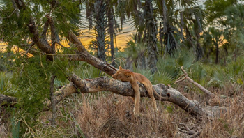Gorongosa Safaris: Löwe auf einem Baum