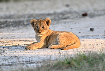 Gorongosa Safaris: Löwenjunges in der Sonne
