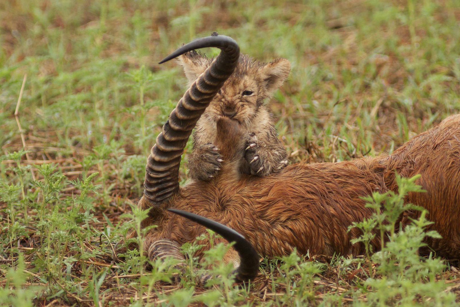 KaingU Safari Lodge KaingU Safari Lodge: Löwenbaby spielt mit Beute