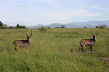 Kasenyi Safari Camp: Wasserböcke