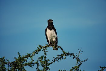 Kisima Ngeda Camp: Kampfadler