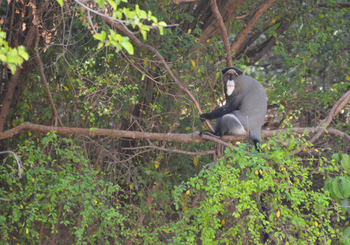 Lale's Camp: De Brazza's Monkey