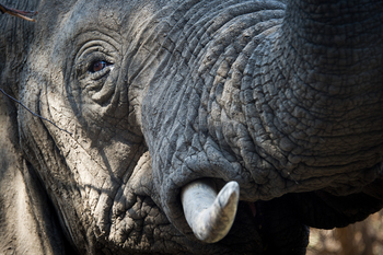 Lion Camp Lion Camp: Elefantenauge