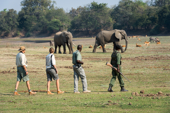 Luangwa Bush Camping Luangwa Bush Camping: Walking Safari