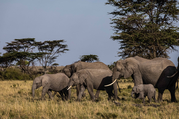 Mahali Mzuri: Elefantenfamilie
