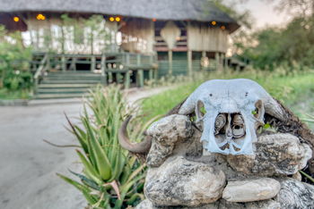 Mbali Mbali Tarangire River Camp: Büffelschädel