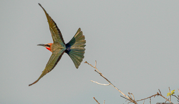 Molori Mashuma: Karminspint