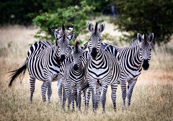 Muddy Teak Camp: Zebraherde
