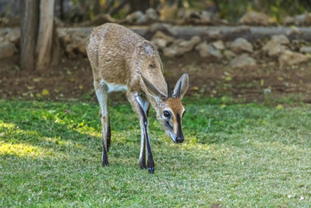 Mushara Game Drive: Resident Duiker