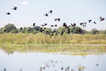 Mvuu Lodge: White-faced Wistling Ducks