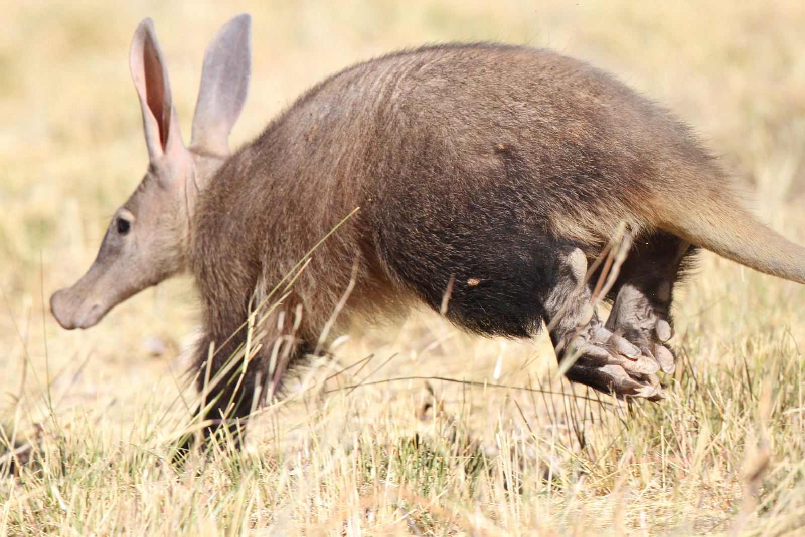 Okonjima Plains Camp Okonjima Plains Camp: Aardvark