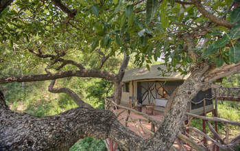 Sarara Tree: Zwischen starken Ästen