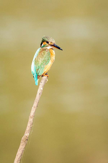 Sawai Vilas: Kailadevi Sanctuary - Eisvogel