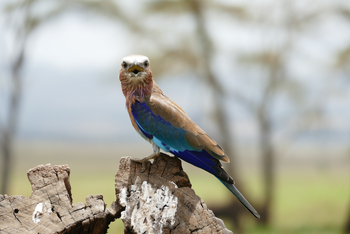 Sirikoi Lodge Sirikoi Lodge: Gabelracke