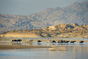 Sujan Jawai: Rinderherde mit Hirten