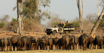 Tafika Camp: Büffelherde