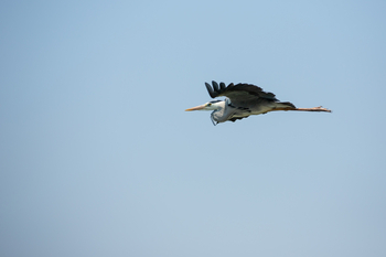 Tembo Plains Camp: Graureiher seitlich
