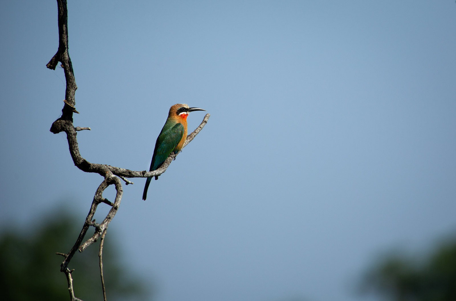 Tembo Plains Camp Tembo Plains Camp: Weißstirnspint auf Ast